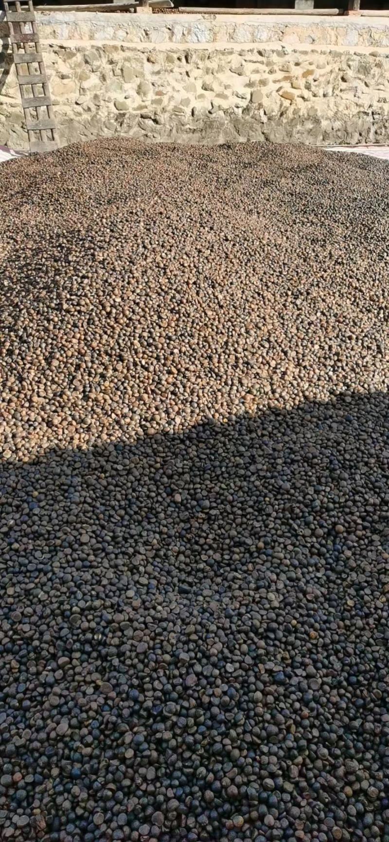 广西高山红花茶籽，小茶籽老茶茶油茶枯山茶籽9.99不包
