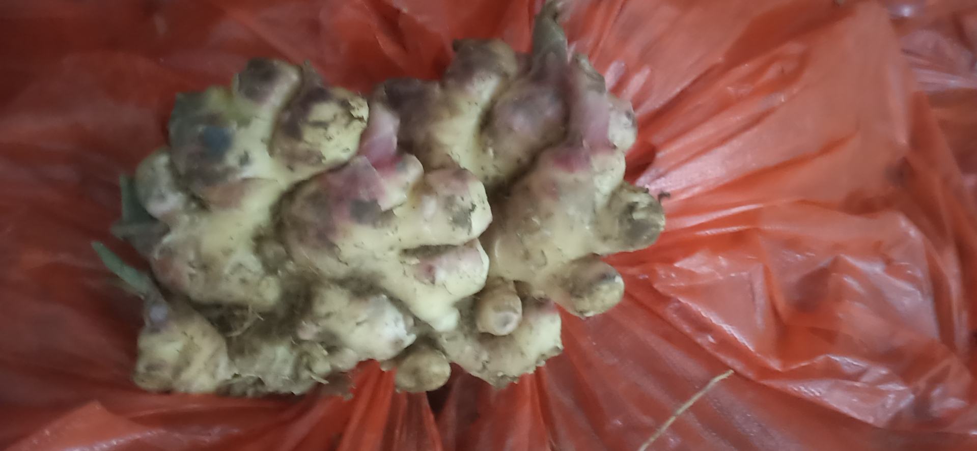 图中展示几块已经发芽、表皮发皱甚至出现黑斑的生姜,说明生姜变质过程 生姜发芽变质图