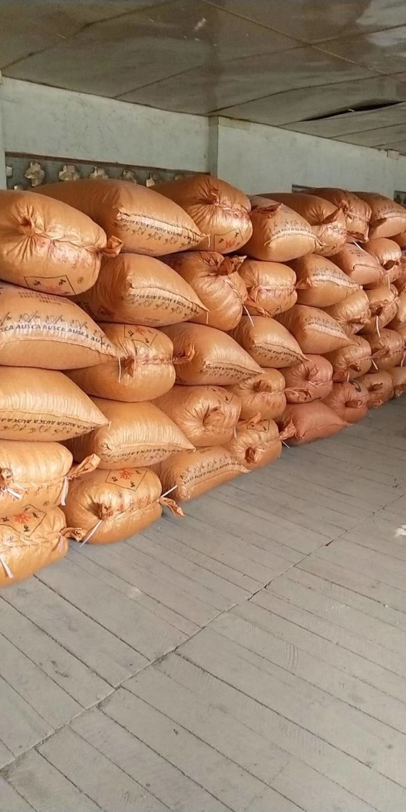 广西高山红花茶籽，小茶籽老茶茶油茶枯山茶籽9.99不包