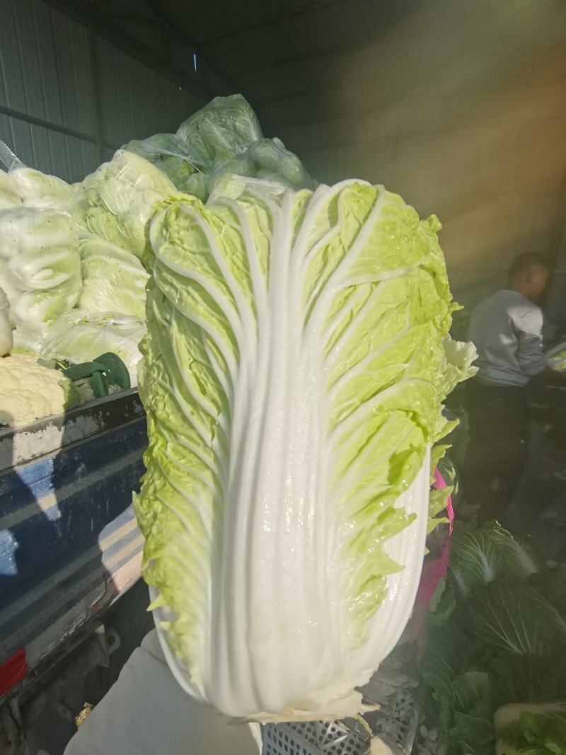 安徽精品白菜大量现货外叶深绿，叶面稍皱，开展度较小