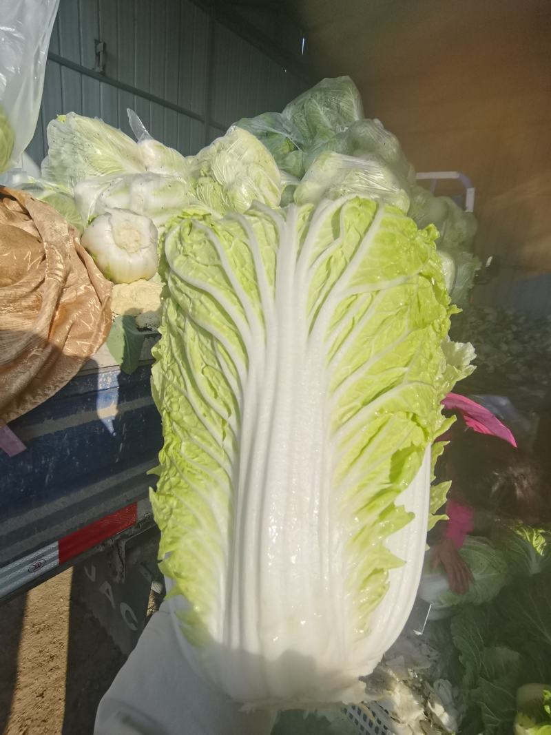 安徽精品白菜大量现货外叶深绿，叶面稍皱，开展度较小