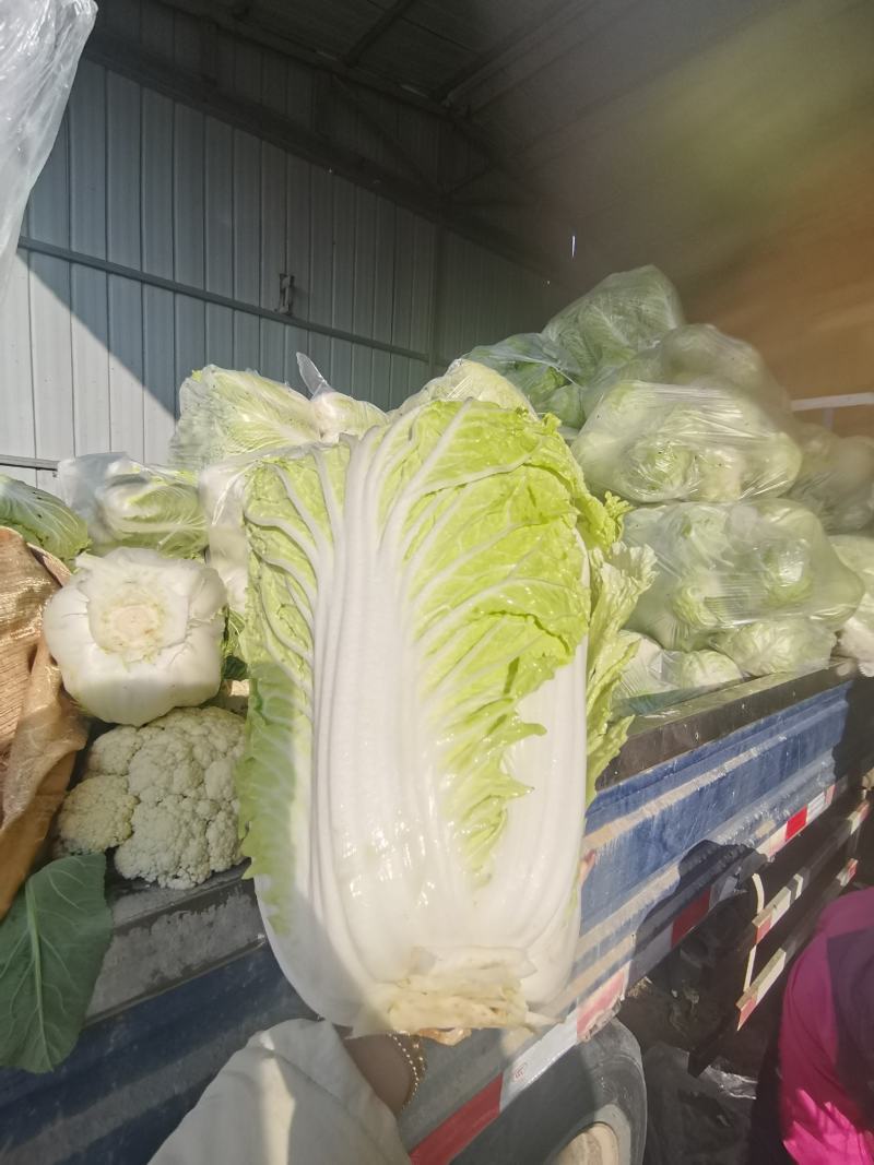 安徽精品白菜大量现货外叶深绿，叶面稍皱，开展度较小