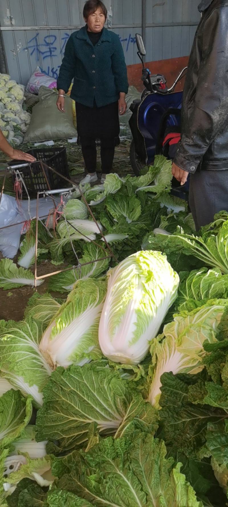 安徽精品白菜大量现货外叶深绿，叶面稍皱，开展度较小