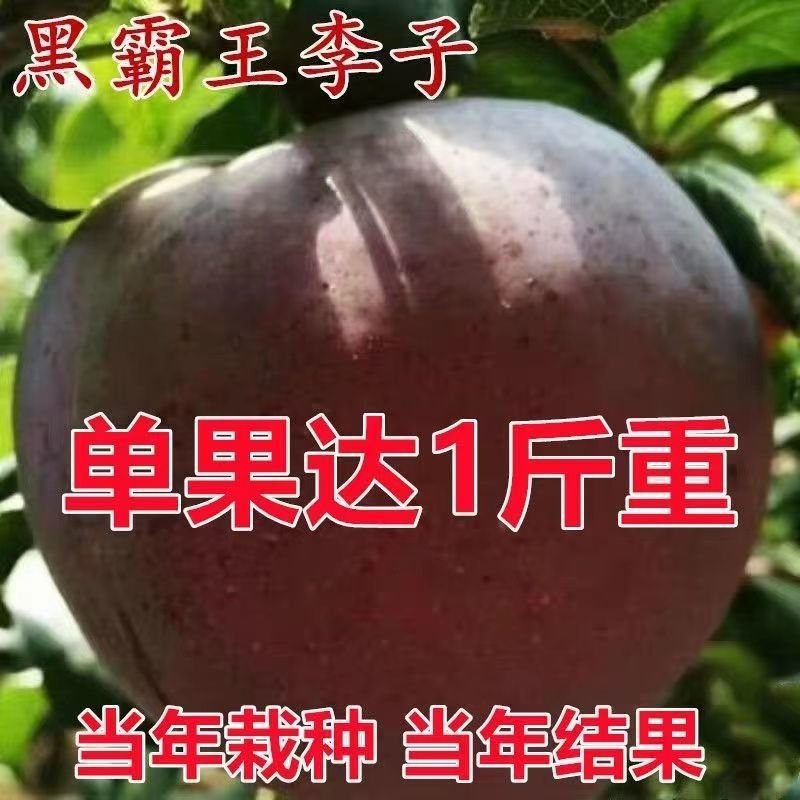 李子苗大果黑霸王晚李子树苗晚熟正宗耐寒恐龙蛋黑布林果树苗