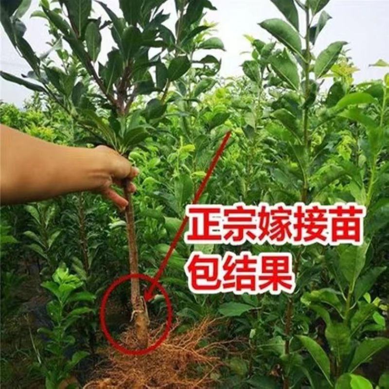 李子苗大果黑霸王晚李子树苗晚熟正宗耐寒恐龙蛋黑布林果树苗