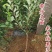 李子苗大果黑霸王晚李子树苗晚熟正宗耐寒恐龙蛋黑布林果树苗