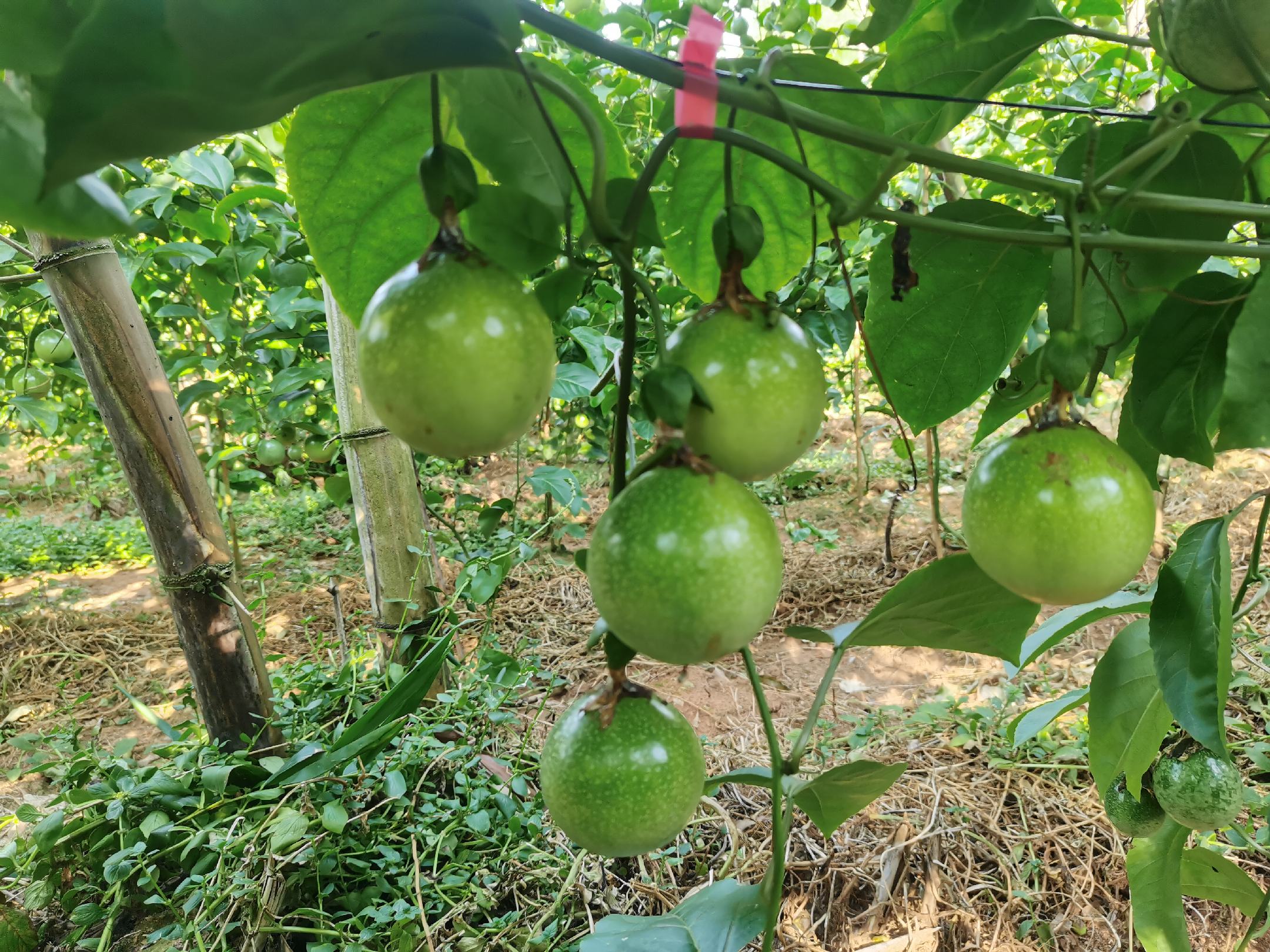 馆陶县王桥乡连片种植基地,采用双行高垄覆黑膜栽培,株距45 cm,行距180 cm,每亩定植1650株;可见蜜蜂授粉箱及悬挂式黄板;果实均匀悬垂于吊蔓绳,表皮网纹清晰,色泽由浅绿向黄绿渐变,显示进入转色盛期 河北馆陶县羊角蜜甜瓜标准化露地种植基地实景