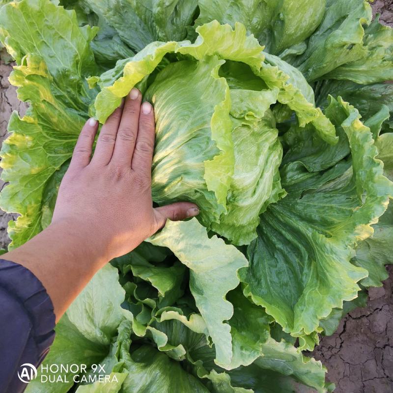 球生菜，圆生菜，西生菜，北京顺义，一块钱一斤，量大可送货