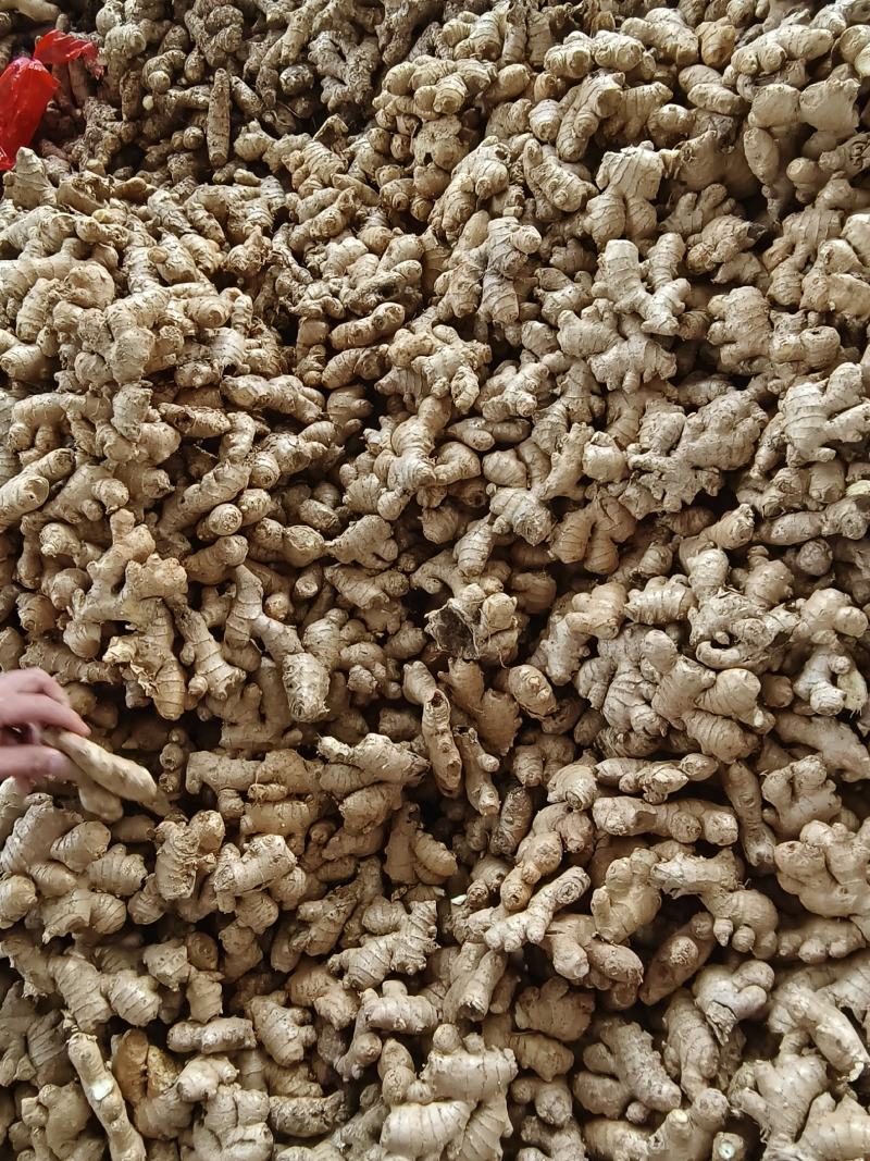 大量供应老姜母