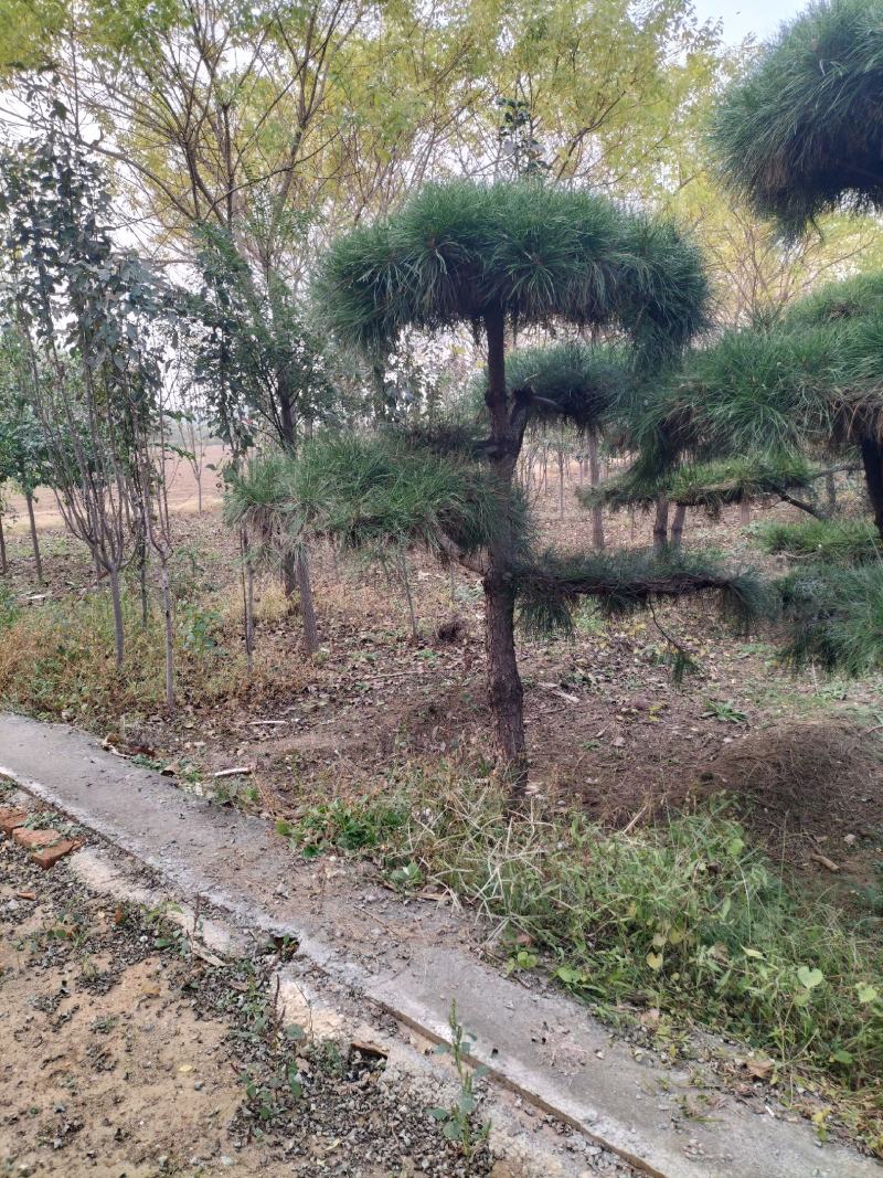 玉兰树河北省唐山市遵化市新店子镇