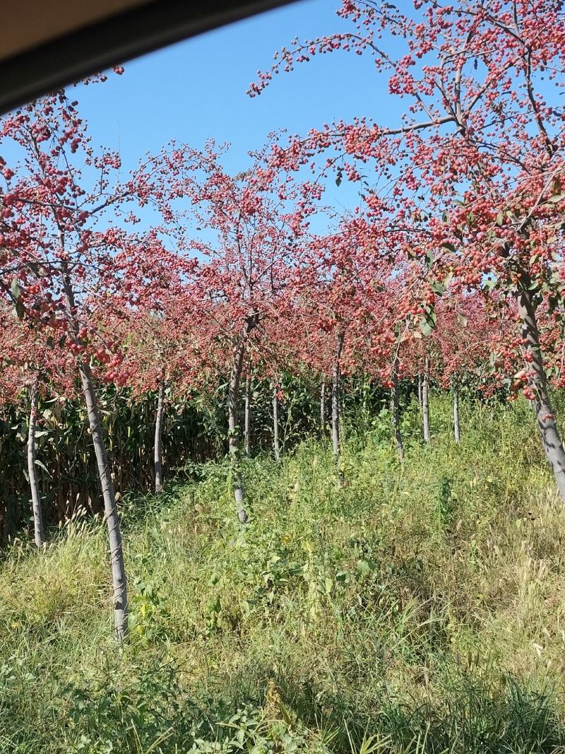 玉兰树河北省唐山市遵化市新店子镇
