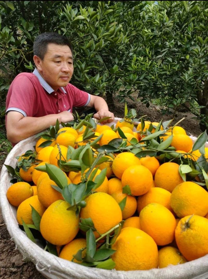 九月红果冻橙.海拔底口感纯甜，70以上大果，支持视频看货