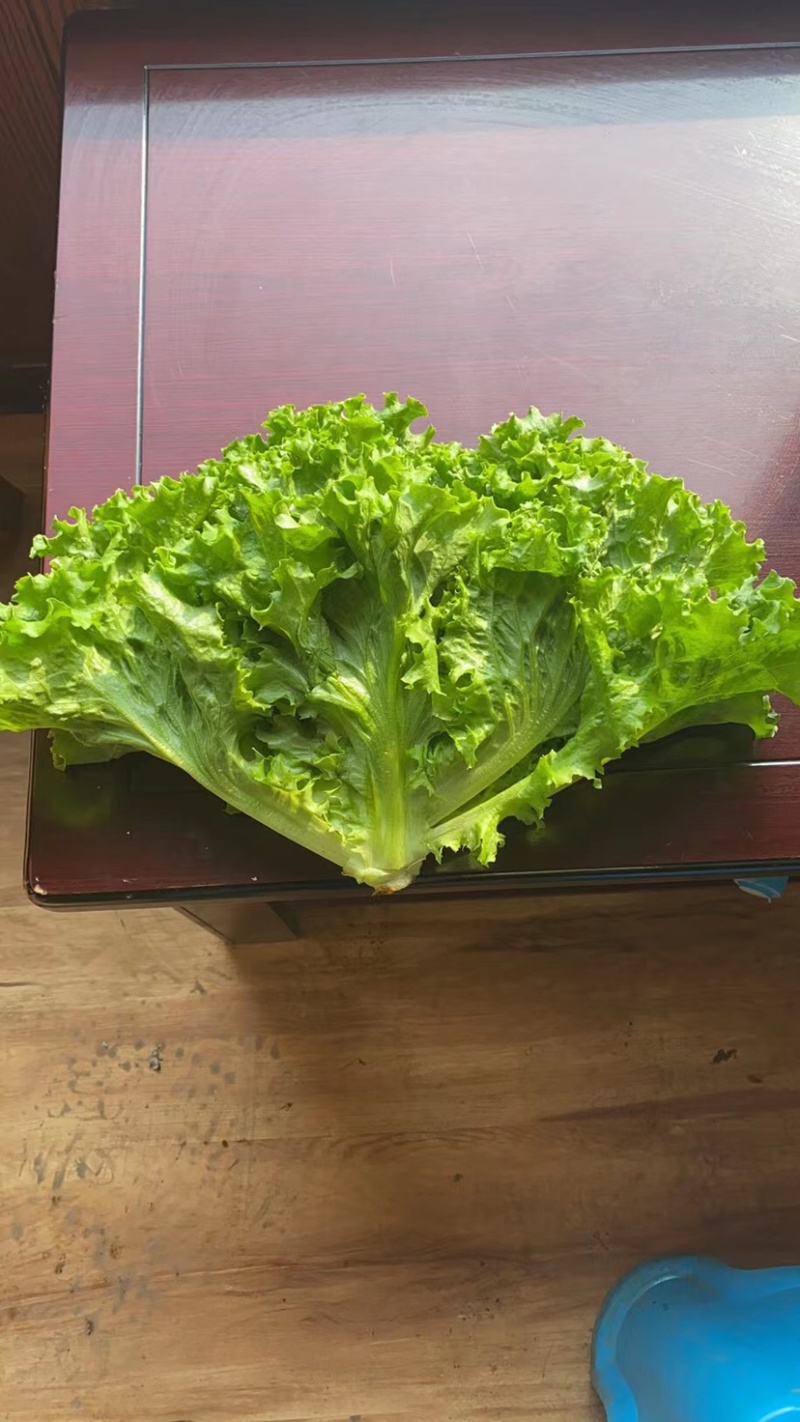 辽宁叶菜生菜李强蔬菜基地常年供应地头发货