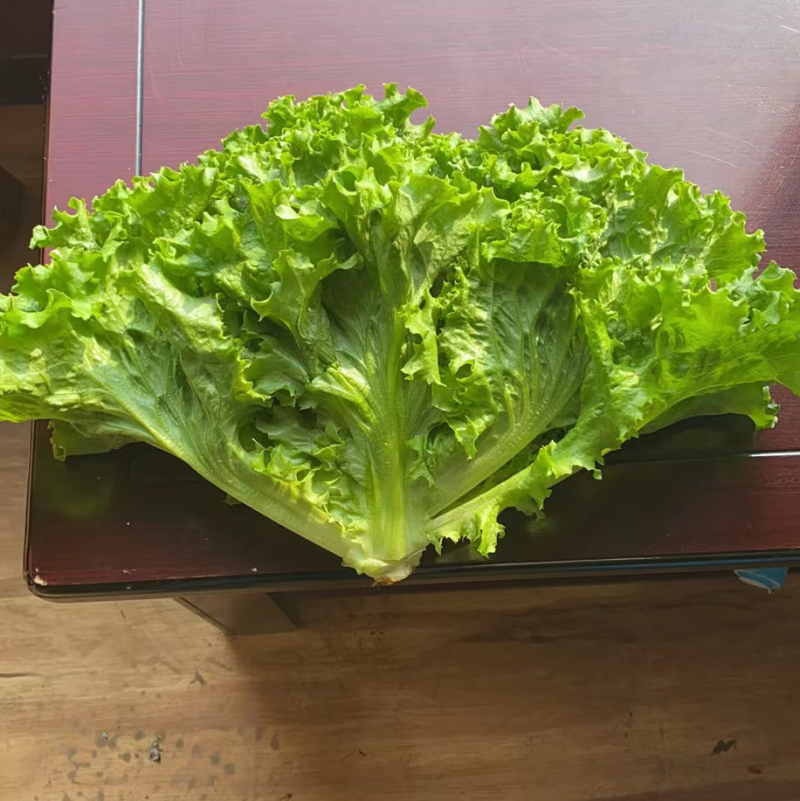 辽宁叶菜生菜李强蔬菜基地常年供应地头发货