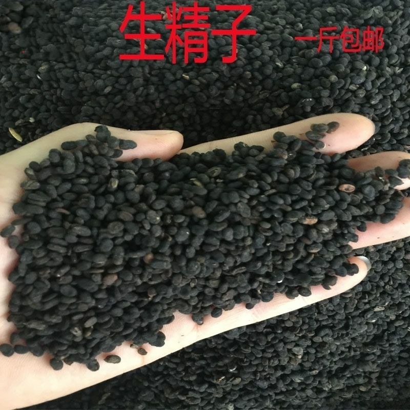 野生生精子中药材新品热销云南腾冲苗药特产千克起生精子
