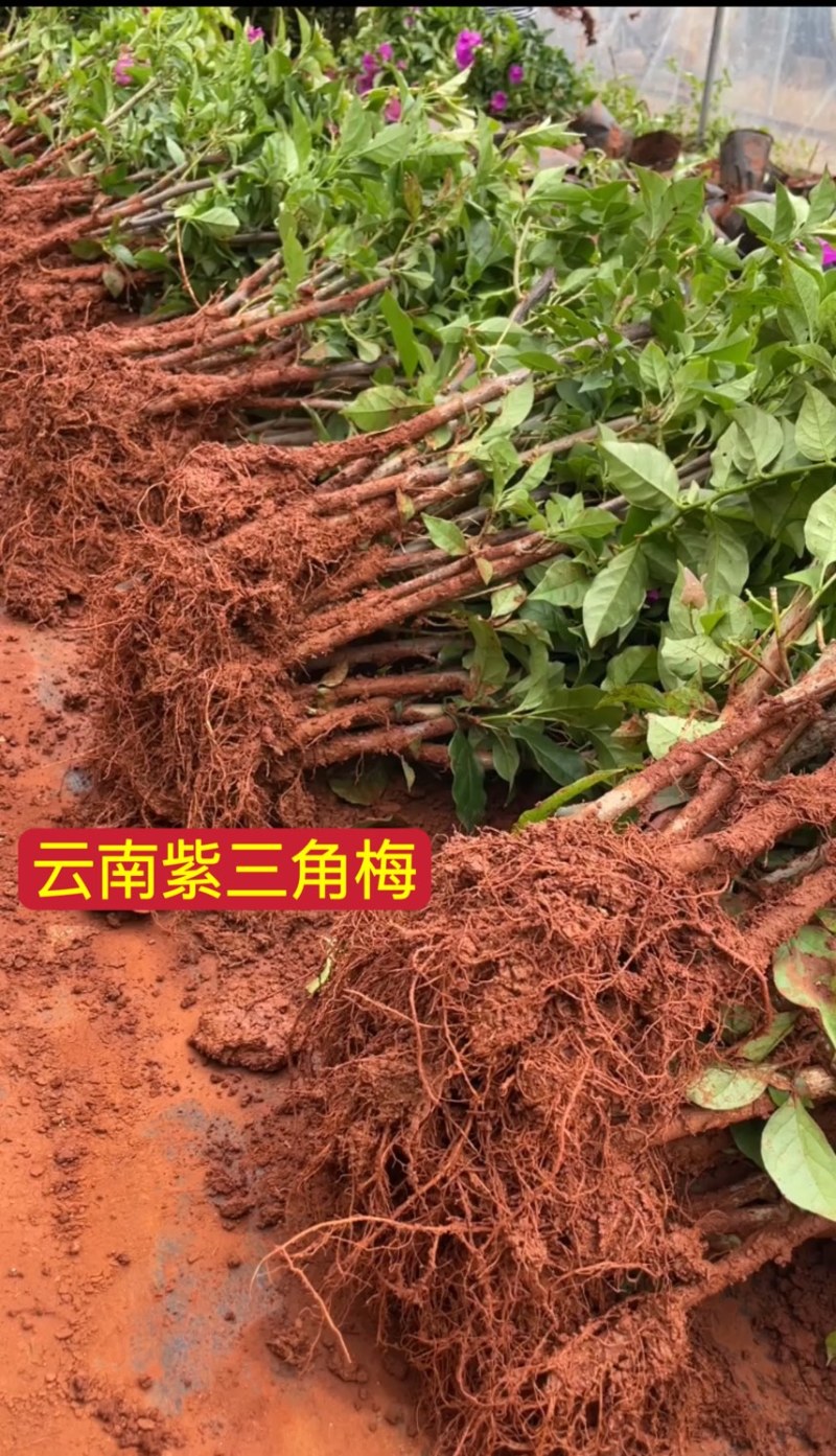 云南紫三角梅紫花三角梅杯苗袋苗脱土发货绿化工程苗木