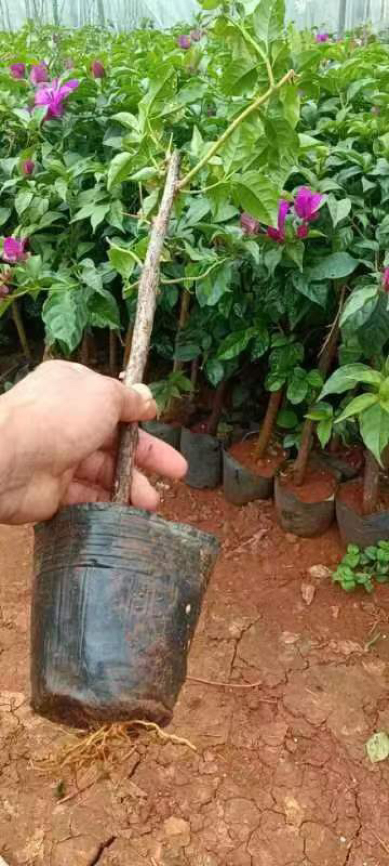 云南紫三角梅紫花三角梅杯苗袋苗脱土发货绿化工程苗木