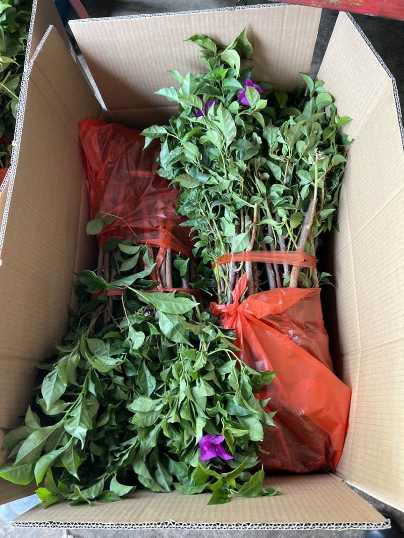 云南紫三角梅紫花三角梅杯苗袋苗脱土发货绿化工程苗木