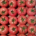 新民市李强蔬菜种植专业合作社，西红柿产地直发。价格美丽