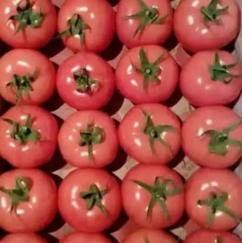 新民市李强蔬菜种植专业合作社，西红柿产地直发。价格美丽