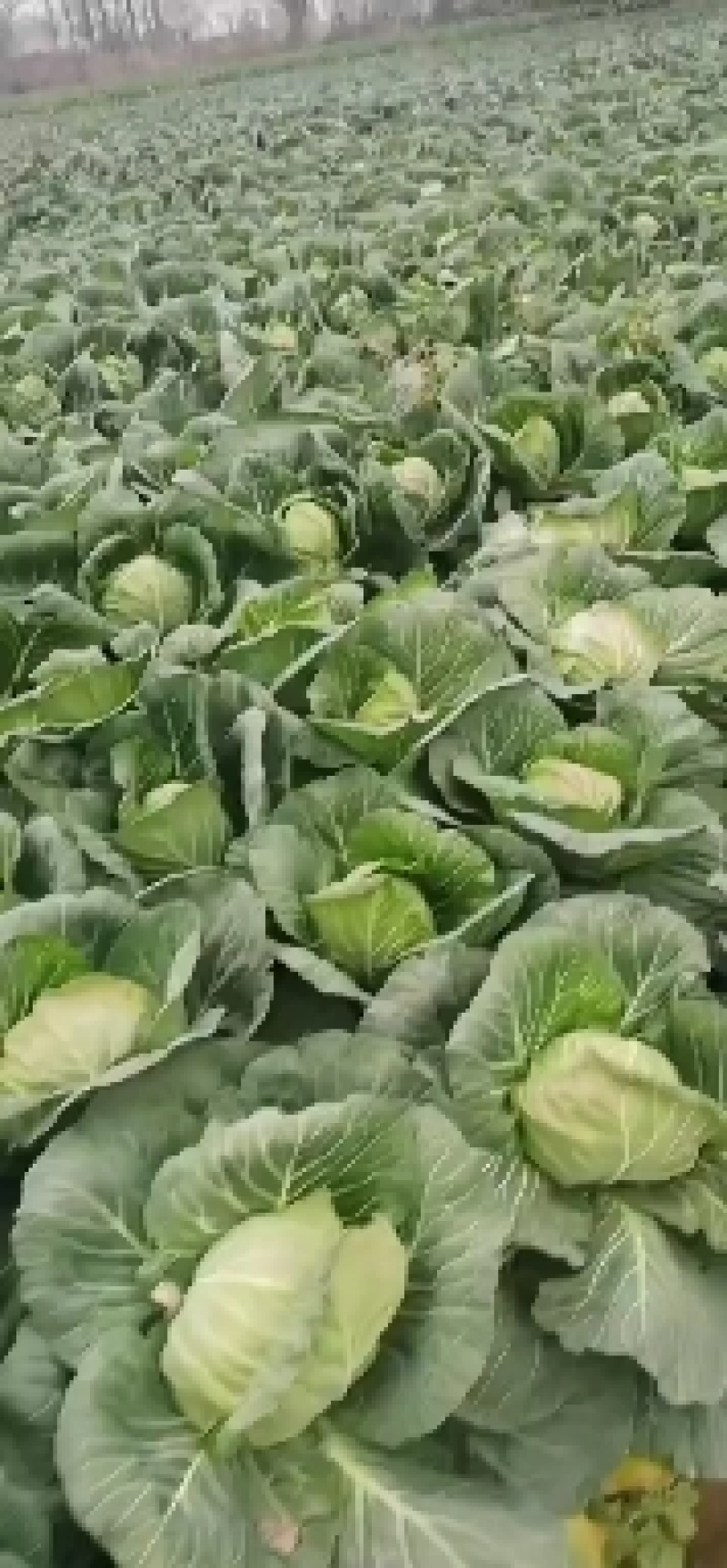 湖北基地大量甘蓝上市中，有需要的朋友可以联系我。