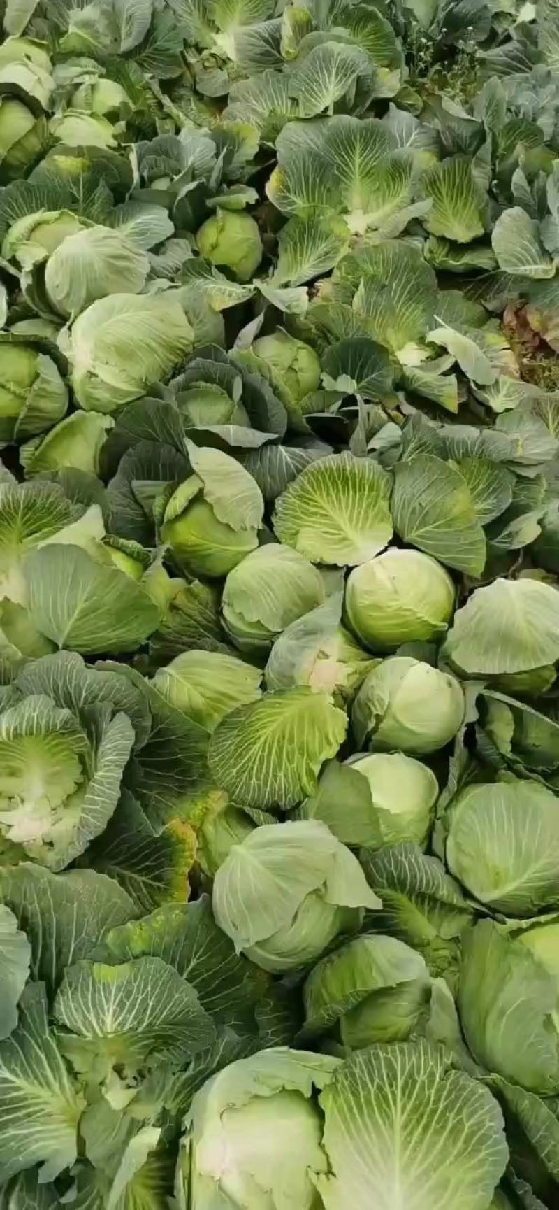 湖北基地大量甘蓝上市中，有需要的朋友可以联系我。