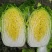 【白菜】黄心白菜，产地出售中，量大从优，欢迎选购