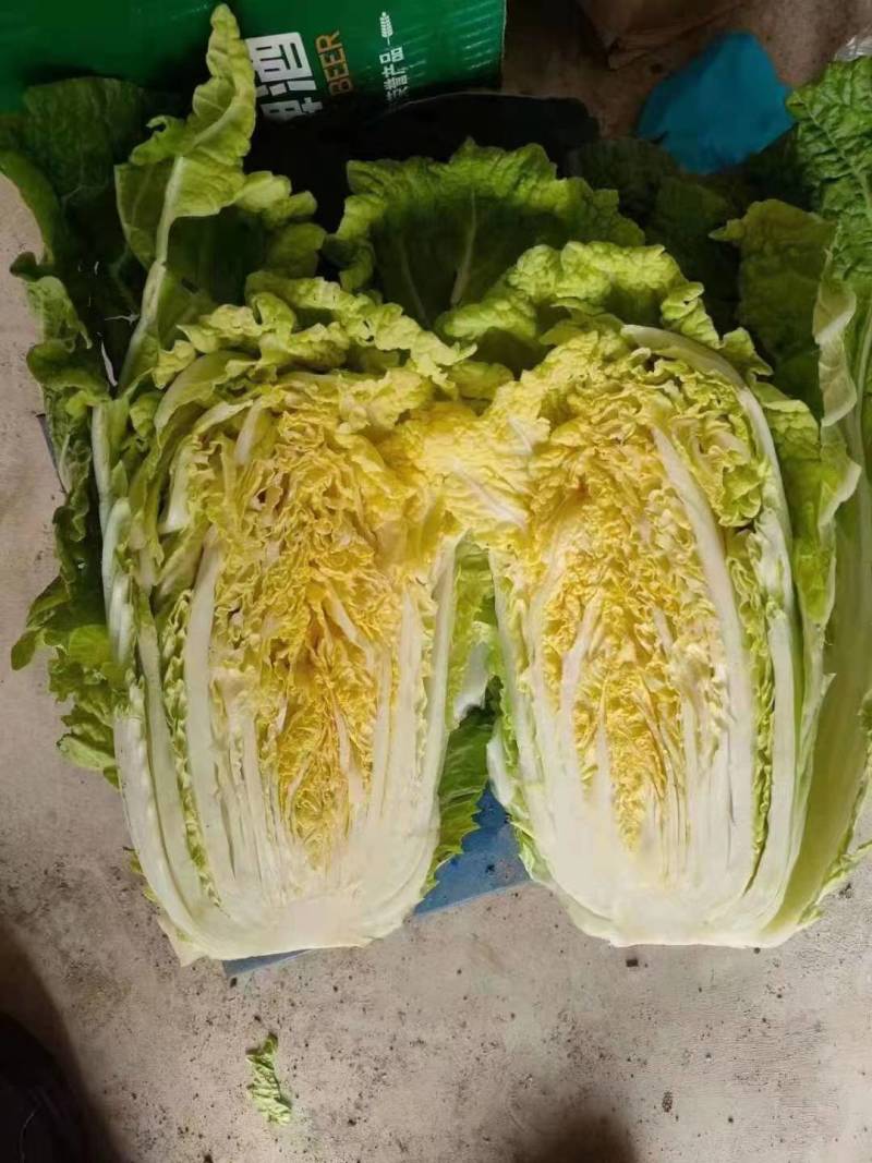 【白菜】黄心白菜，产地出售中，量大从优，欢迎选购
