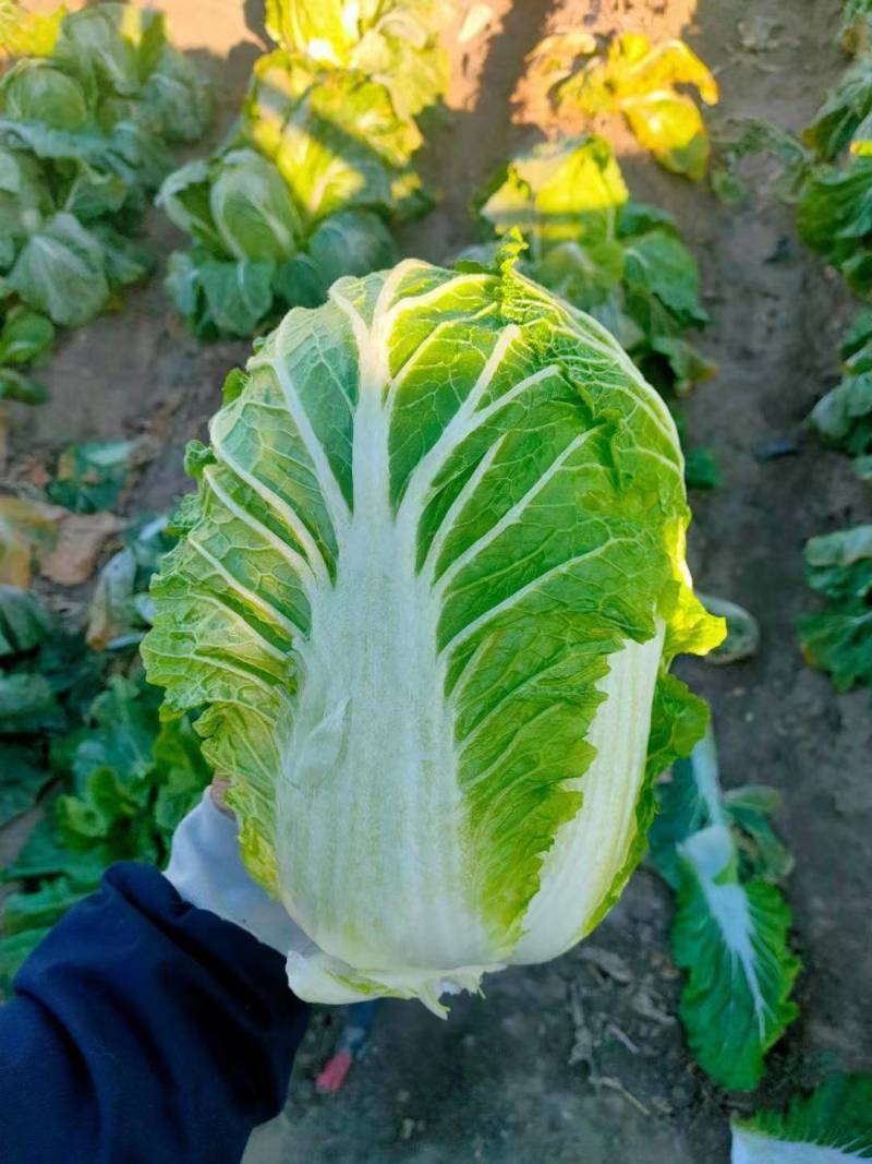 【白菜】黄心白菜，产地出售中，量大从优，欢迎选购