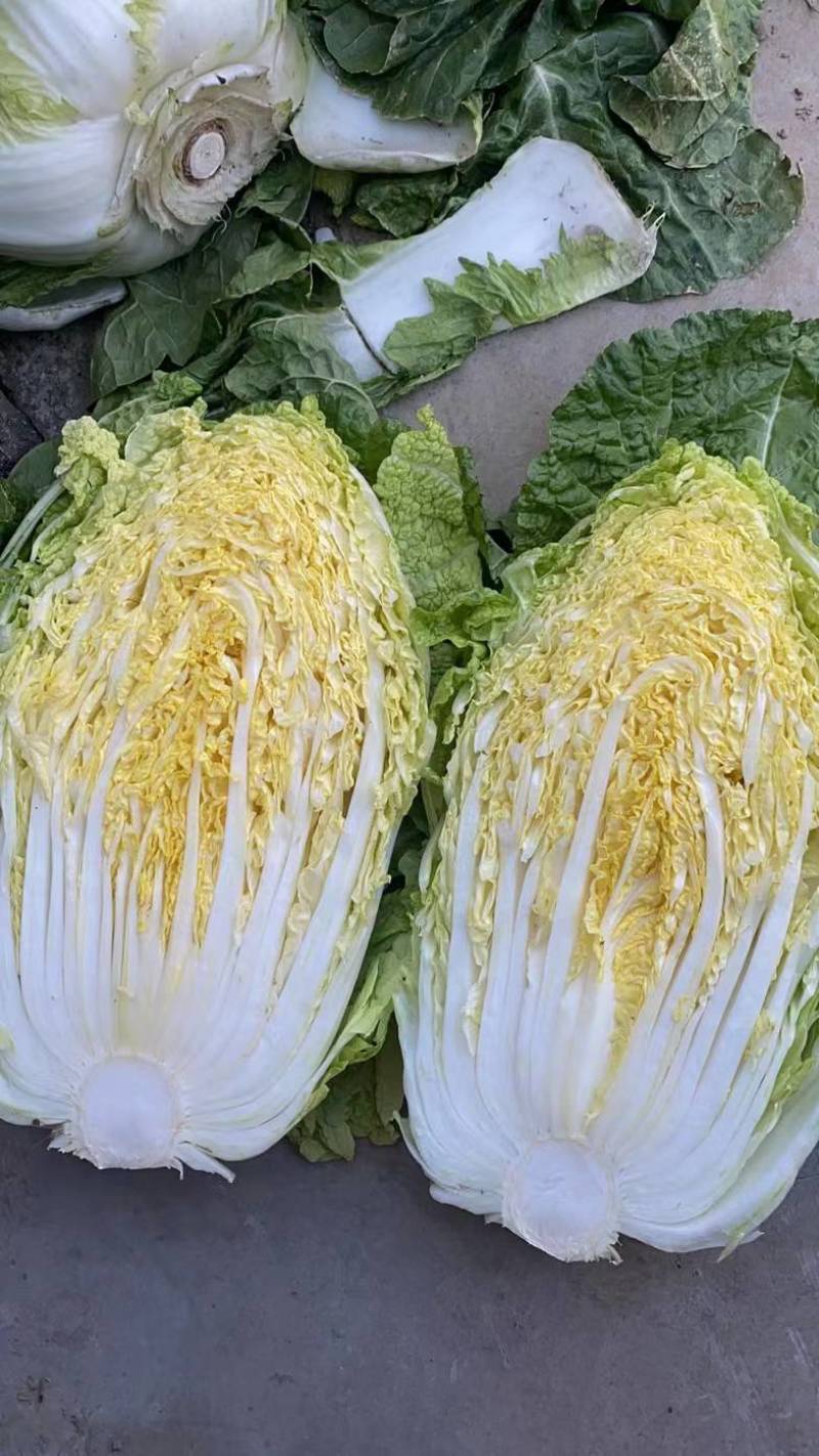 【白菜】黄心白菜，产地出售中，量大从优，欢迎选购