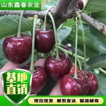 吉塞拉矮化樱桃苗晚熟品种科迪亚雷吉娜塔玛拉樱桃苗口感脆甜