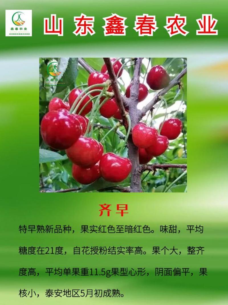 吉塞拉矮化樱桃苗晚熟品种科迪亚雷吉娜塔玛拉樱桃苗口感脆甜