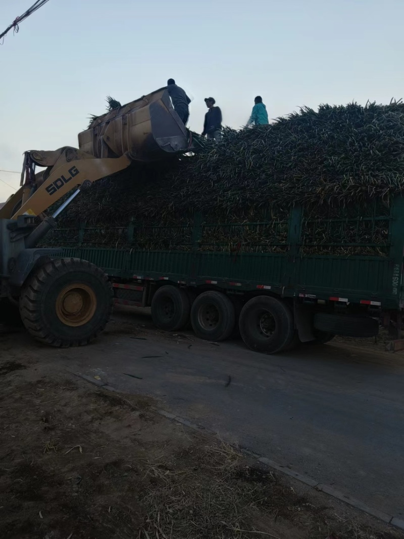 铁杆大葱大量上市，货品充足5000亩种植基地现挖现发