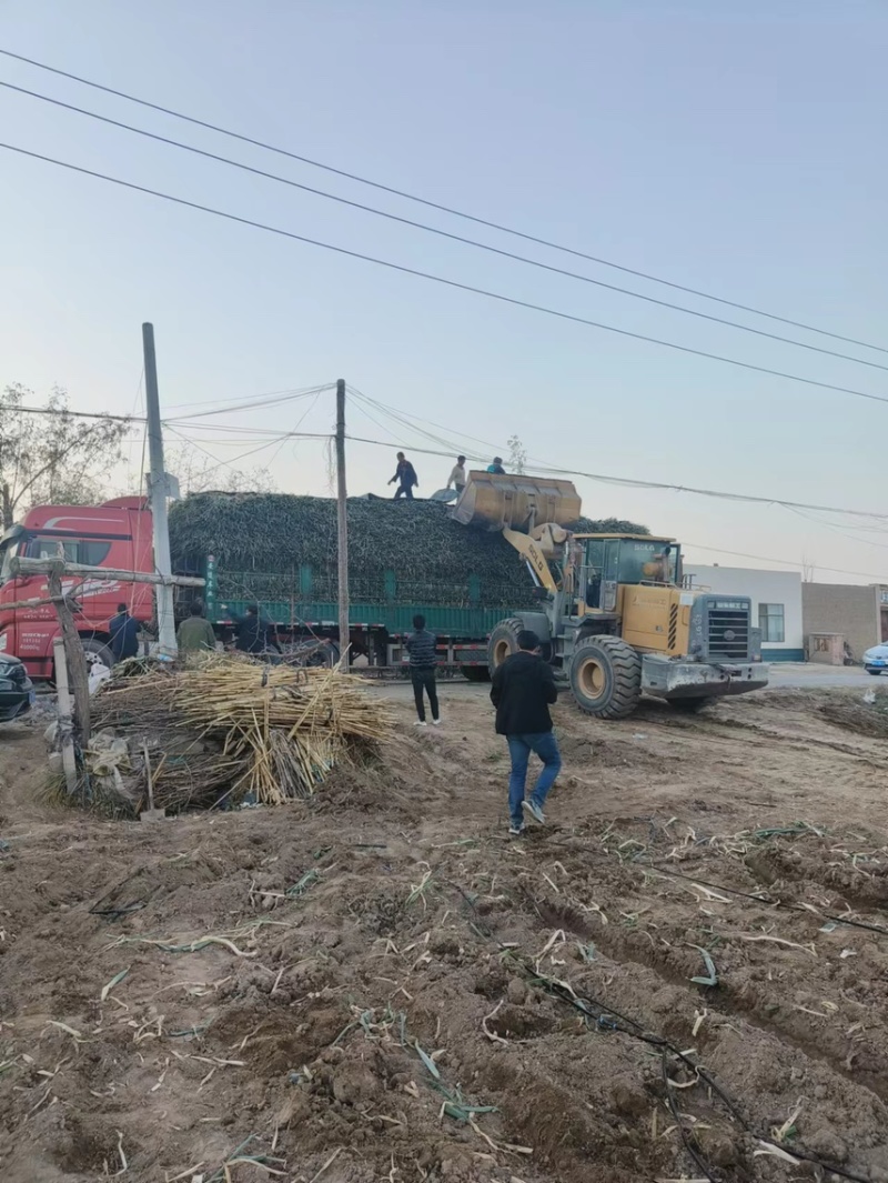 铁杆大葱大量上市，货品充足5000亩种植基地现挖现发