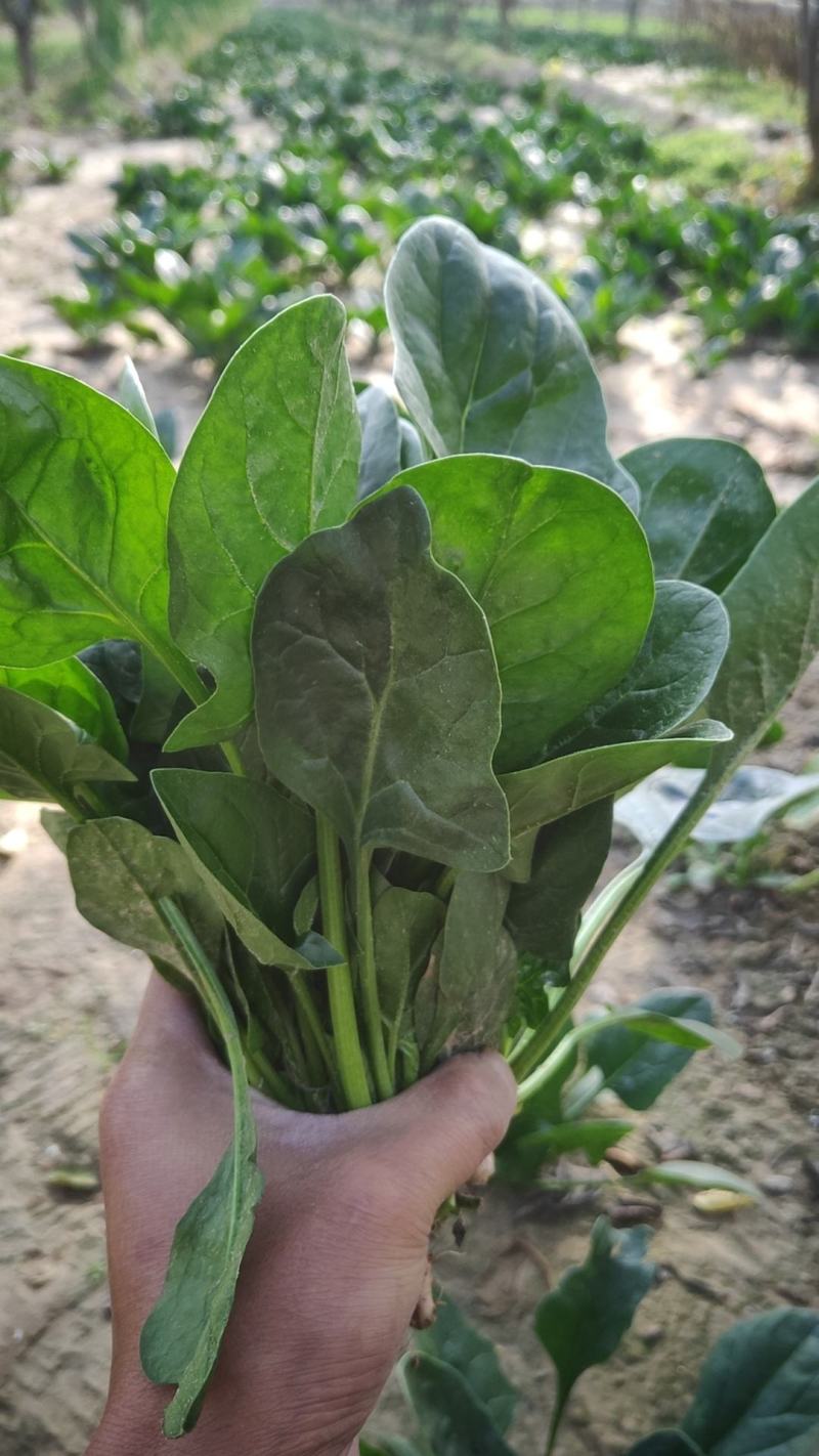 菠菜新鲜菠菜大量上市产地直销无任何中介商