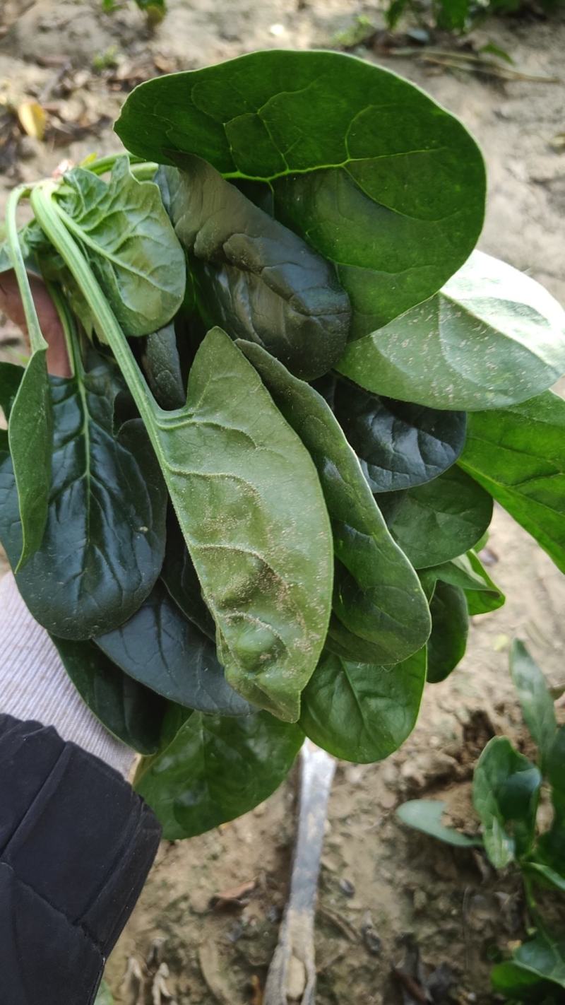 菠菜新鲜菠菜大量上市产地直销无任何中介商