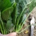 菠菜新鲜菠菜大量上市产地直销无任何中介商