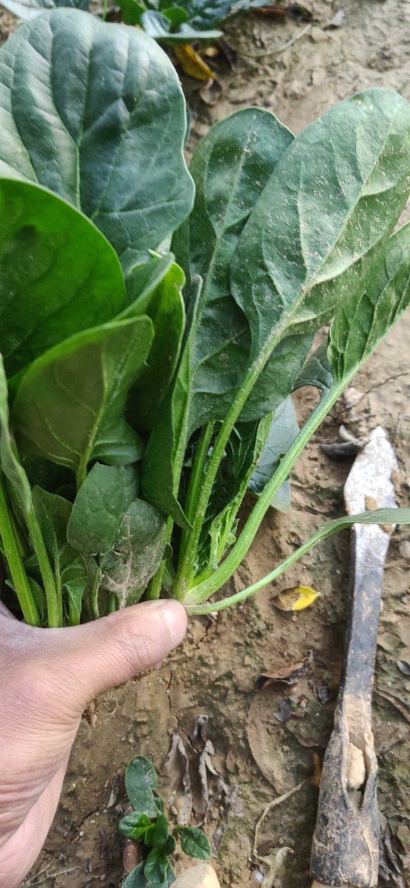 菠菜新鲜菠菜大量上市产地直销无任何中介商