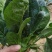 菠菜新鲜菠菜大量上市产地直销无任何中介商