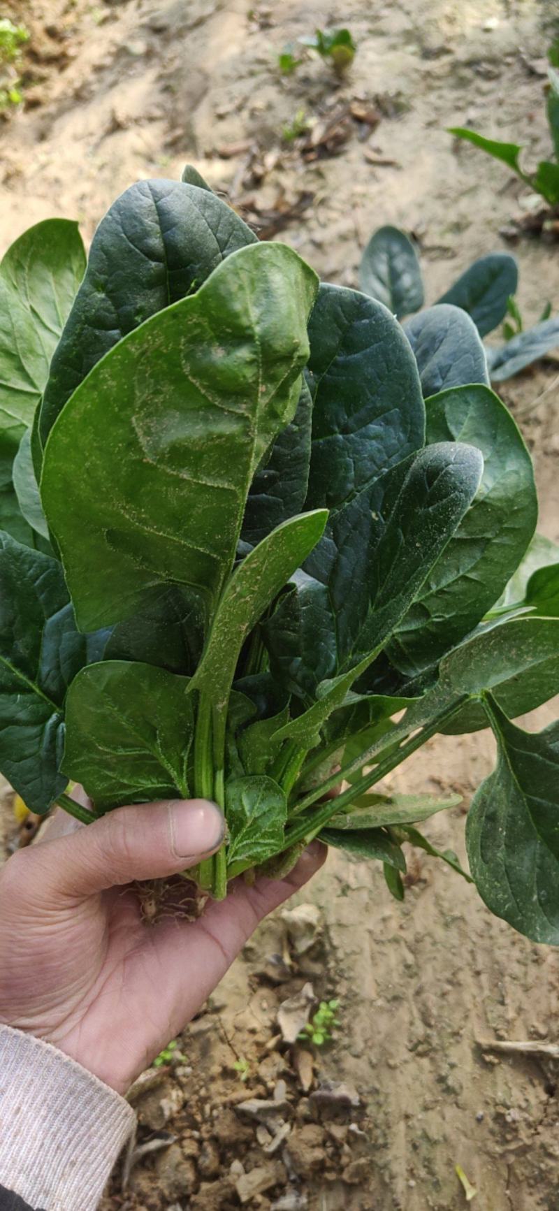 菠菜新鲜菠菜大量上市产地直销无任何中介商