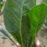 菠菜新鲜菠菜大量上市产地直销无任何中介商