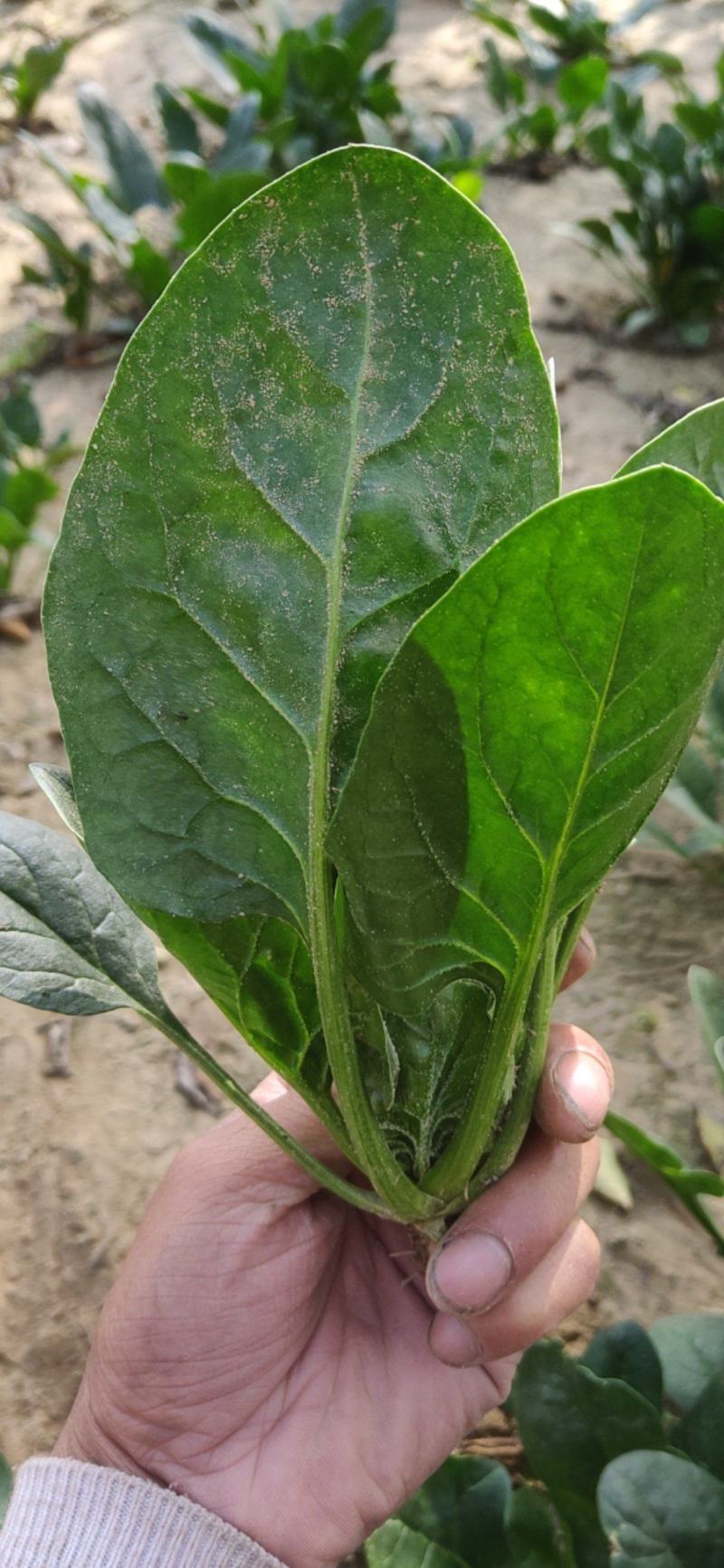 菠菜新鲜菠菜大量上市产地直销无任何中介商