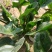 菠菜新鲜菠菜大量上市产地直销无任何中介商