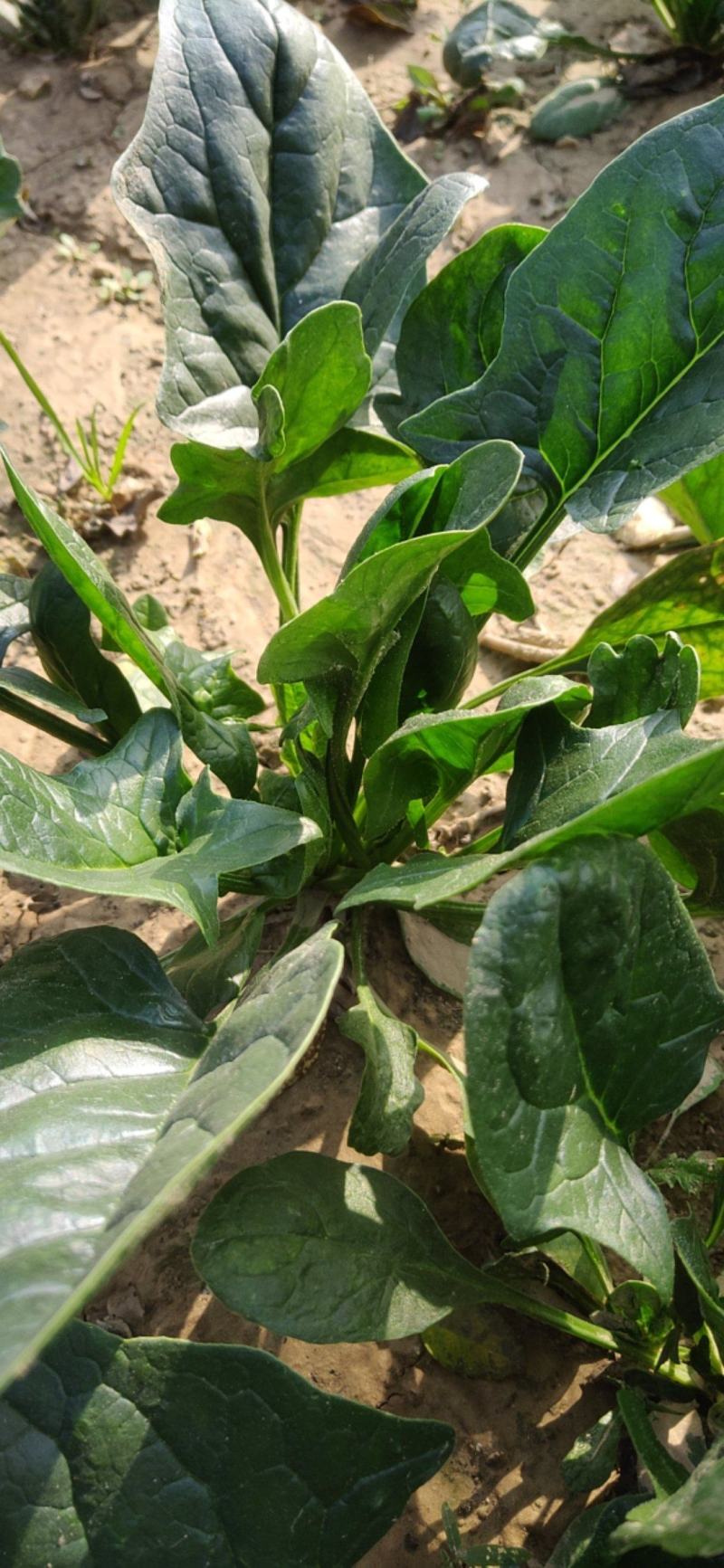 菠菜新鲜菠菜大量上市产地直销无任何中介商