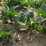 菠菜新鲜菠菜大量上市产地直销无任何中介商