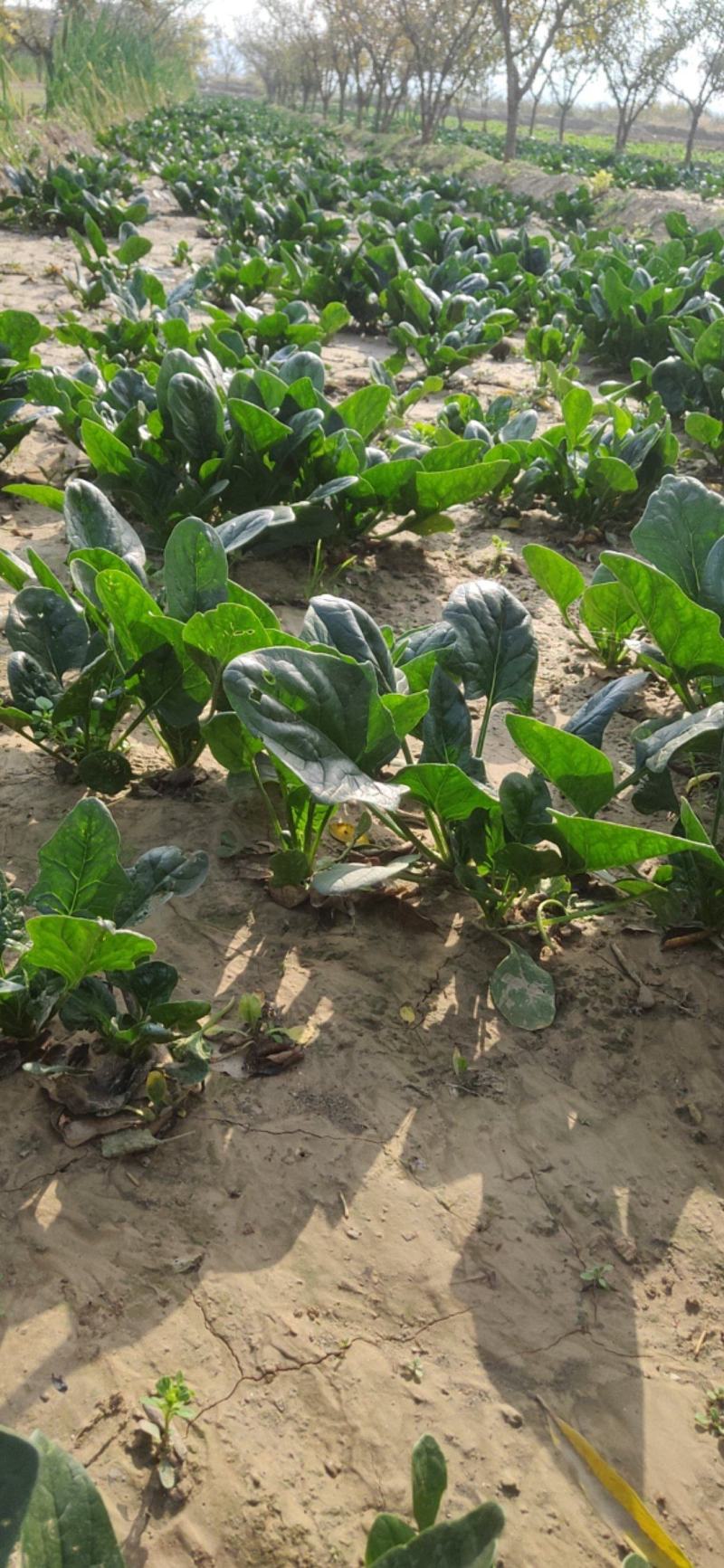 菠菜新鲜菠菜大量上市产地直销无任何中介商