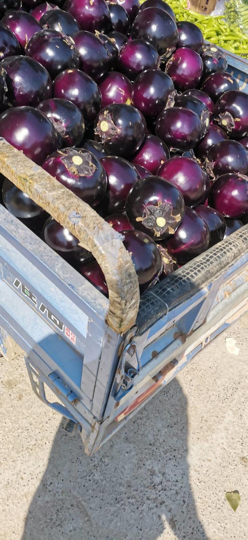 大量供应精品紫光圆茄子