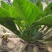 菠菜新鲜菠菜大量上市产地直销无任何中介商