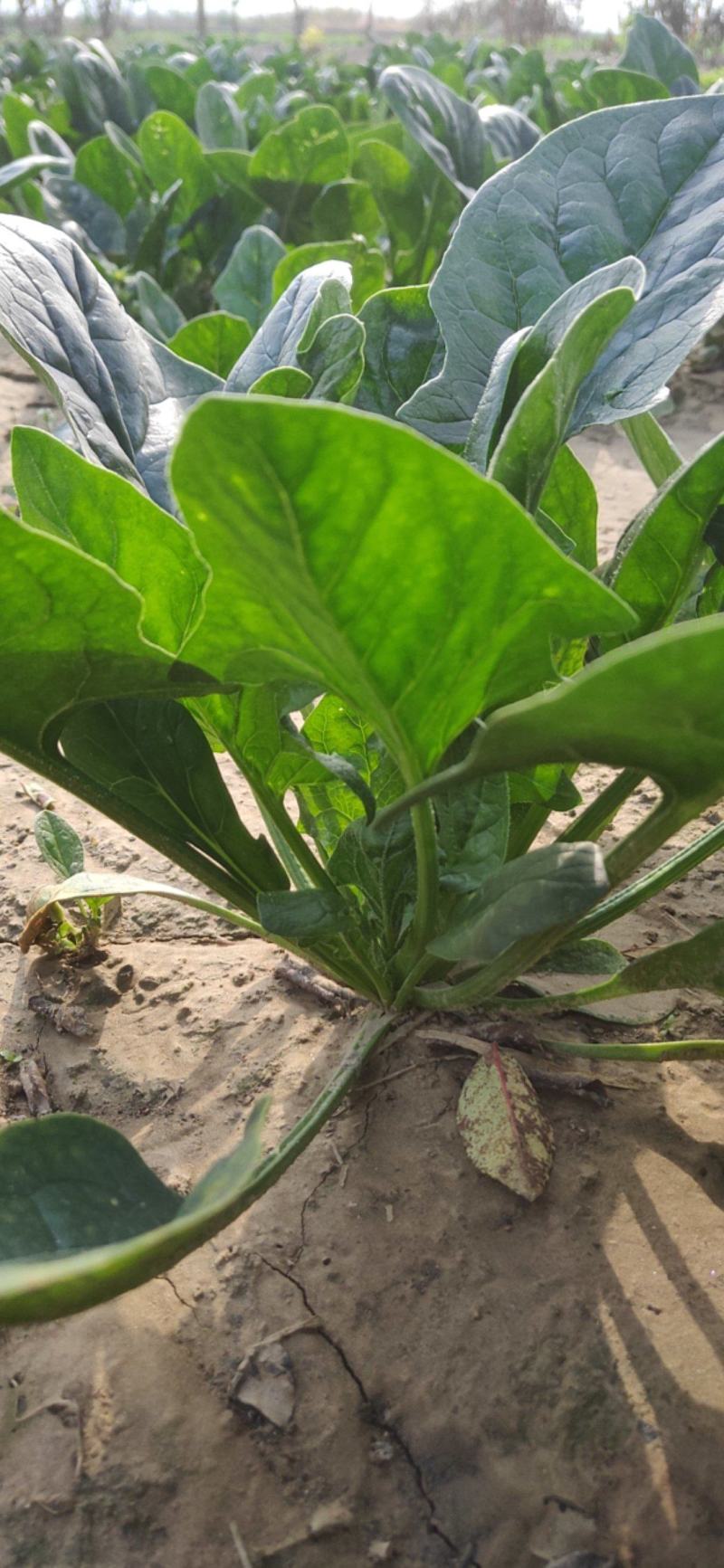 菠菜新鲜菠菜大量上市产地直销无任何中介商