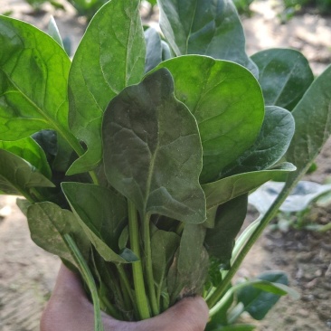 菠菜新鲜菠菜大量上市产地直销无任何中介商